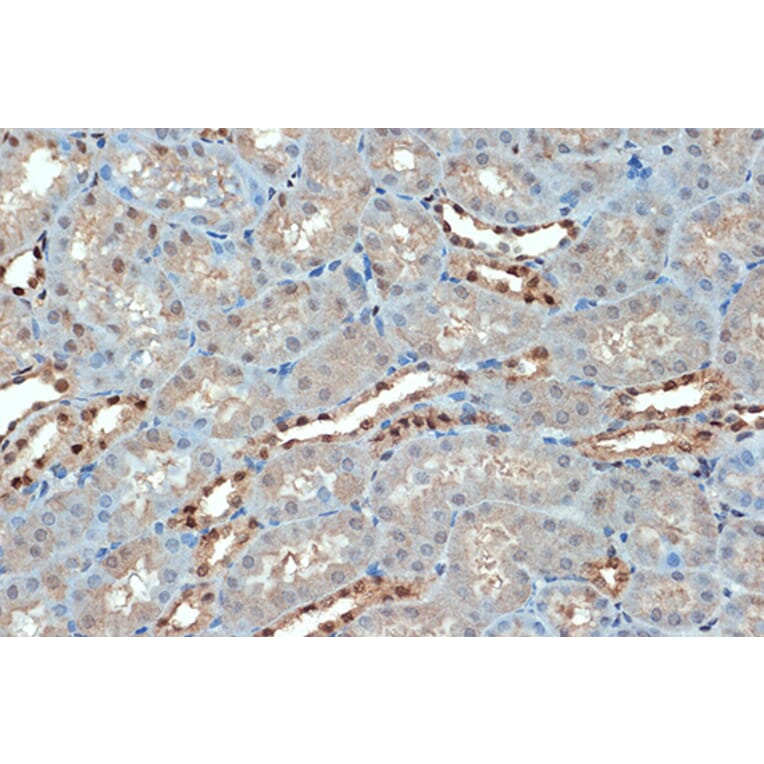 Immunohistochemistry - Anti-Sumo4 Antibody [ARC1382] (A306949) - Antibodies.com