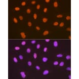 Immunofluorescence - Anti-Sumo4 Antibody [ARC1382] (A306949) - Antibodies.com