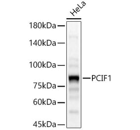 Western Blot - Anti-PCIF1 Antibody (A306950) - Antibodies.com