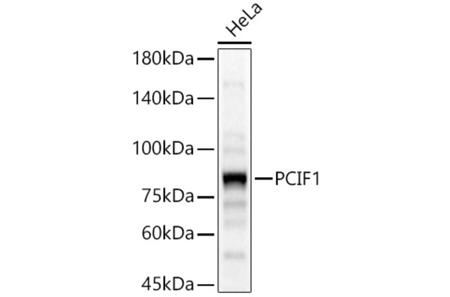 Western Blot - Anti-PCIF1 Antibody (A306950) - Antibodies.com