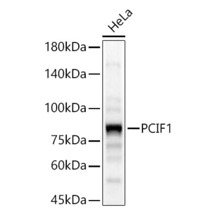 Western Blot - Anti-PCIF1 Antibody (A306950) - Antibodies.com