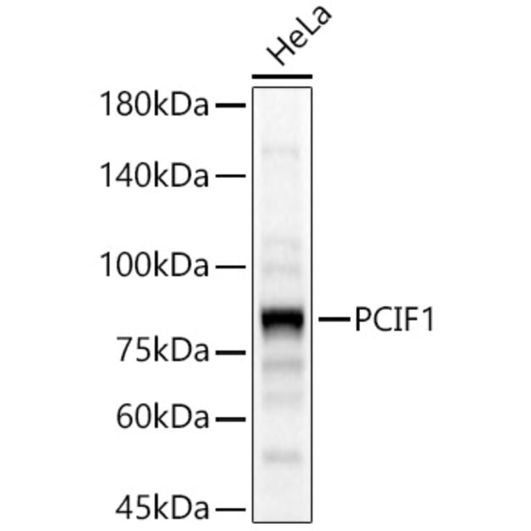 Western Blot - Anti-PCIF1 Antibody (A306950) - Antibodies.com