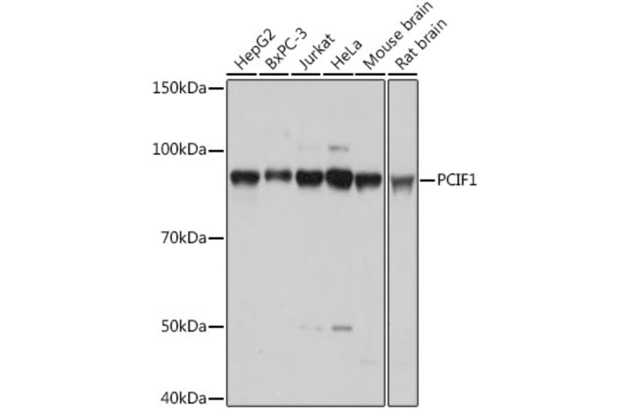 Western Blot - Anti-PCIF1 Antibody (A306951) - Antibodies.com