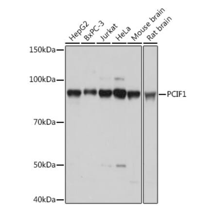 Western Blot - Anti-PCIF1 Antibody (A306951) - Antibodies.com