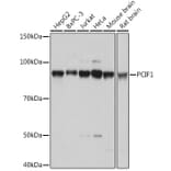Western Blot - Anti-PCIF1 Antibody (A306951) - Antibodies.com