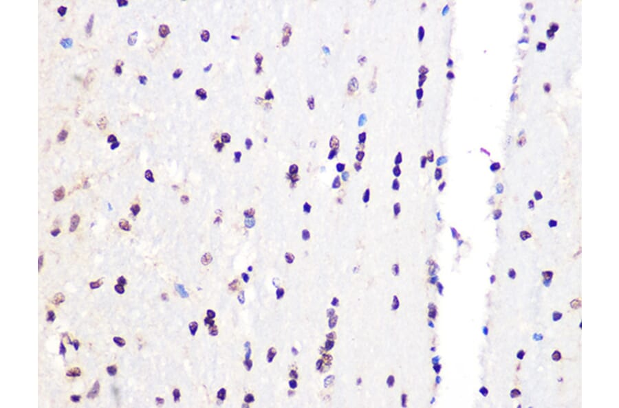 Immunohistochemistry - Anti-PCIF1 Antibody (A306951) - Antibodies.com