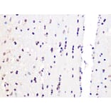 Immunohistochemistry - Anti-PCIF1 Antibody (A306951) - Antibodies.com