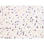 Immunohistochemistry - Anti-PCIF1 Antibody (A306951) - Antibodies.com