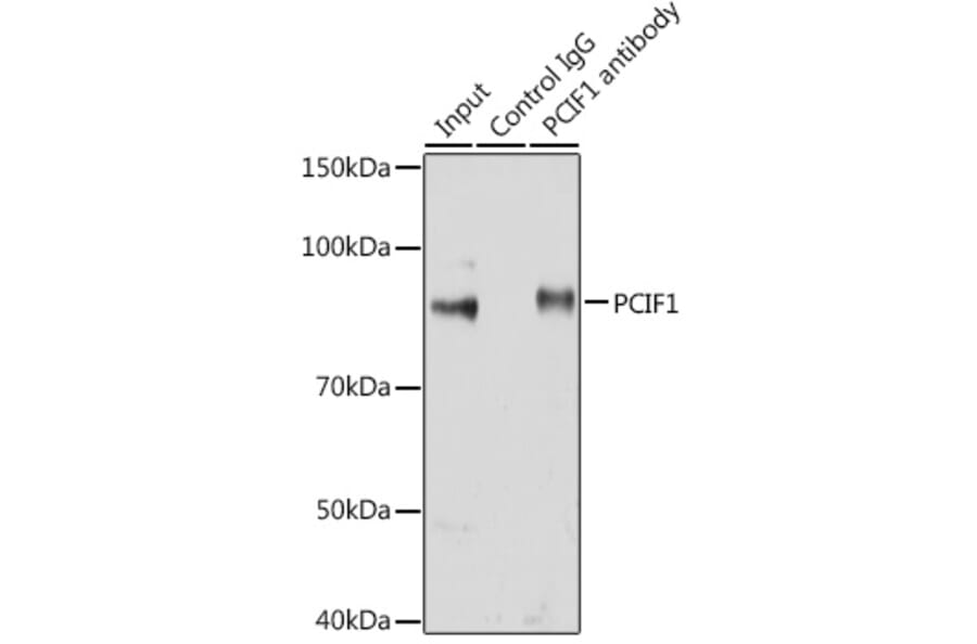 Western Blot - Anti-PCIF1 Antibody (A306951) - Antibodies.com