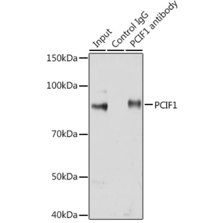 Western Blot - Anti-PCIF1 Antibody (A306951) - Antibodies.com