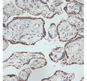 Immunohistochemistry - Anti-Placental lactogen Antibody [ARC2426] (A306956) - Antibodies.com