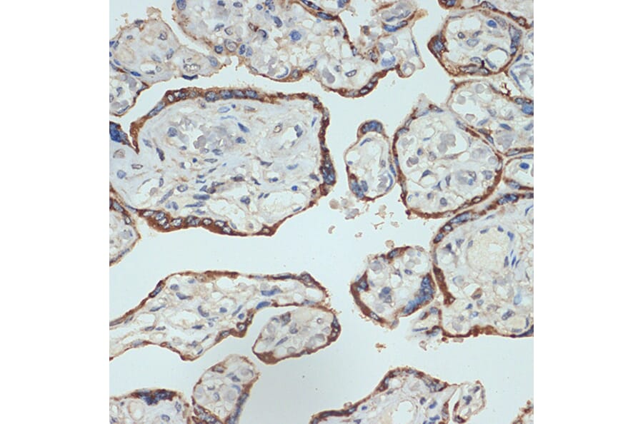 Immunohistochemistry - Anti-Placental lactogen Antibody [ARC2426] (A306956) - Antibodies.com