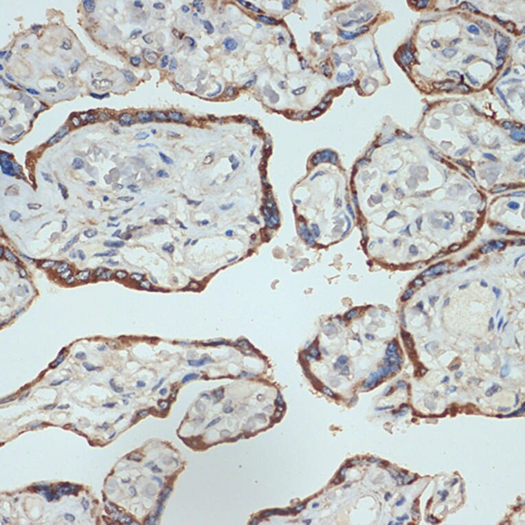 Immunohistochemistry - Anti-Placental lactogen Antibody [ARC2426] (A306956) - Antibodies.com