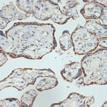 Immunohistochemistry - Anti-Placental lactogen Antibody [ARC2426] (A306956) - Antibodies.com
