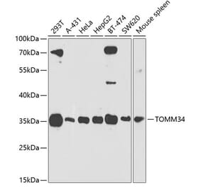 Western Blot - Anti-TOMM34 Antibody (A306957) - Antibodies.com