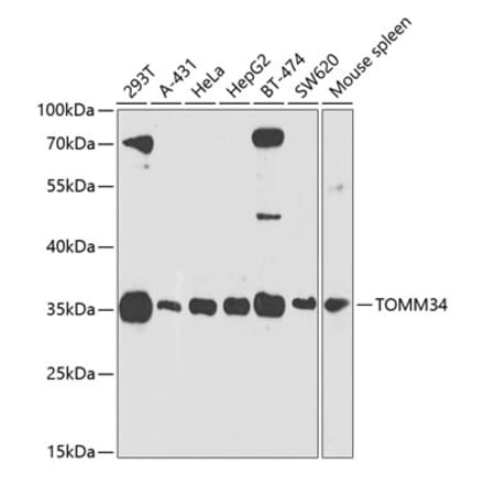 Western Blot - Anti-TOMM34 Antibody (A306957) - Antibodies.com