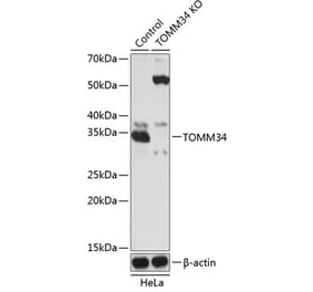 Western Blot - Anti-TOMM34 Antibody (A306958) - Antibodies.com