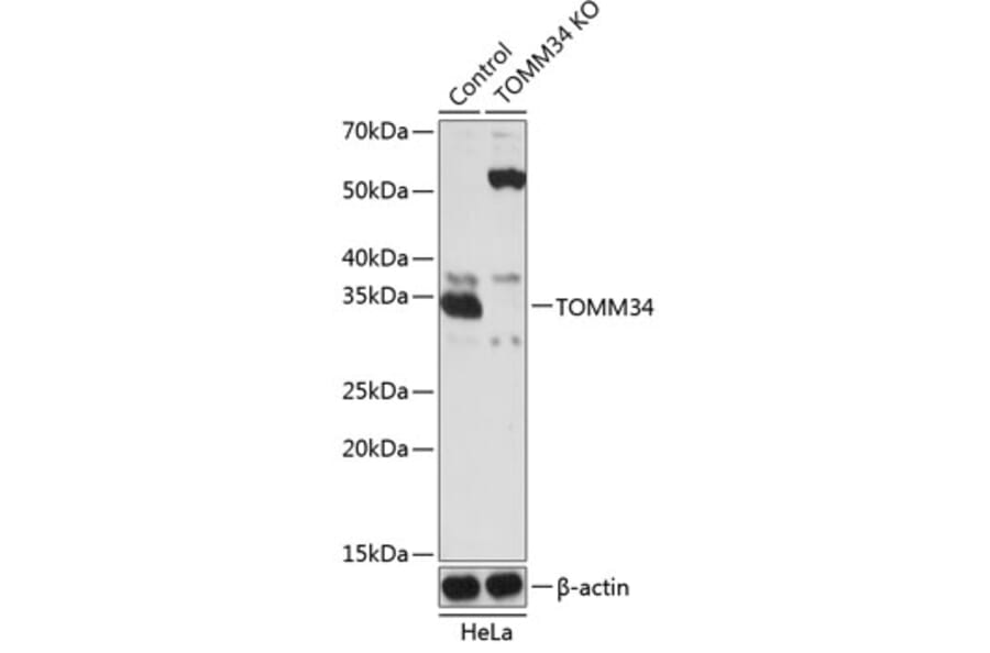 Western Blot - Anti-TOMM34 Antibody (A306958) - Antibodies.com
