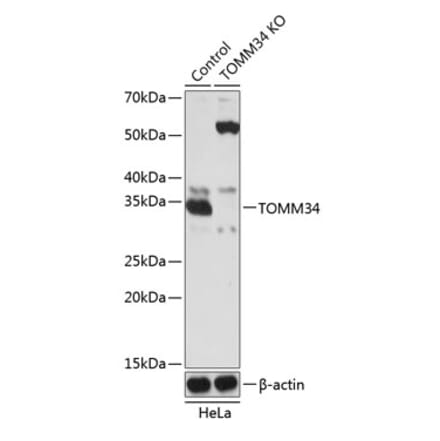 Western Blot - Anti-TOMM34 Antibody (A306958) - Antibodies.com