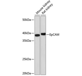 Western Blot - Anti-EpCAM Antibody (A306962) - Antibodies.com