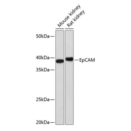 Western Blot - Anti-EpCAM Antibody [ARC0521] (A306962) - Antibodies.com