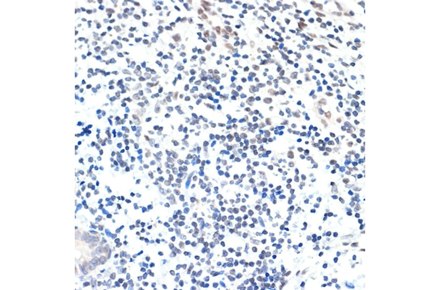 Immunohistochemistry - Anti-PAF1/PD2 Antibody [ARC2019] (A306966) - Antibodies.com
