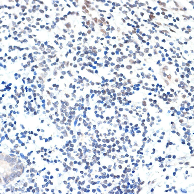 Immunohistochemistry - Anti-PAF1/PD2 Antibody [ARC2019] (A306966) - Antibodies.com