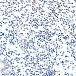 Immunohistochemistry - Anti-PAF1/PD2 Antibody [ARC2019] (A306966) - Antibodies.com