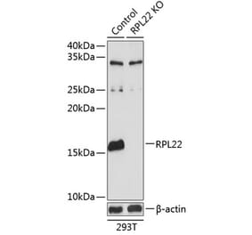 Western Blot - Anti-RPL22 Antibody (A306967) - Antibodies.com