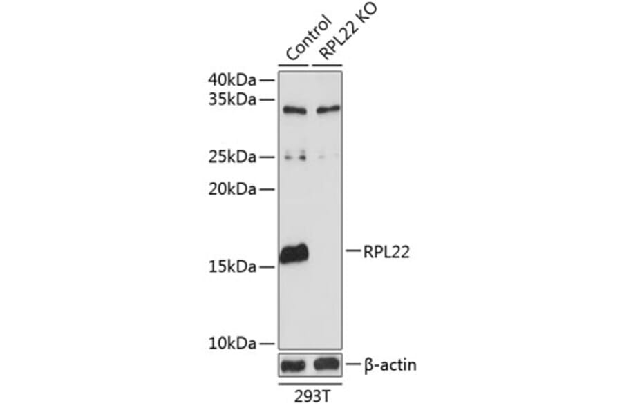 Western Blot - Anti-RPL22 Antibody (A306967) - Antibodies.com