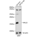 Western Blot - Anti-RPL22 Antibody (A306967) - Antibodies.com