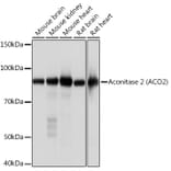 Western Blot - Anti-Aconitase 2 Antibody [ARC1072] (A306968) - Antibodies.com