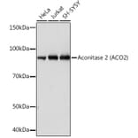 Western Blot - Anti-Aconitase 2 Antibody [ARC1072] (A306968) - Antibodies.com