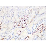 Immunohistochemistry - Anti-Aconitase 2 Antibody [ARC1072] (A306968) - Antibodies.com