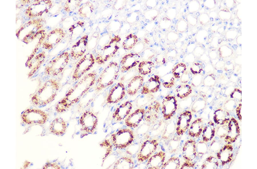 Immunohistochemistry - Anti-Aconitase 2 Antibody [ARC1072] (A306968) - Antibodies.com