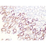 Immunohistochemistry - Anti-Aconitase 2 Antibody [ARC1072] (A306968) - Antibodies.com