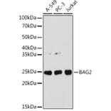 Western Blot - Anti-BAG2 Antibody [ARC1297] (A306969) - Antibodies.com