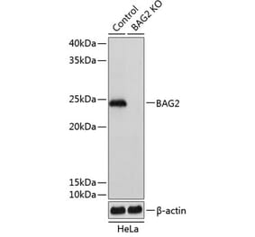 Western Blot - Anti-BAG2 Antibody (A306970) - Antibodies.com