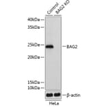 Western Blot - Anti-BAG2 Antibody (A306970) - Antibodies.com
