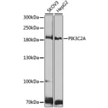 Western Blot - Anti-PI 3 Kinase Class 2A/Cpk Antibody (A306971) - Antibodies.com