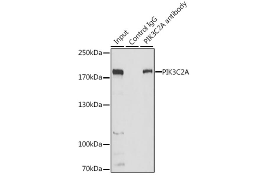 Western Blot - Anti-PI 3 Kinase Class 2A/Cpk Antibody (A306971) - Antibodies.com