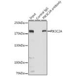 Western Blot - Anti-PI 3 Kinase Class 2A/Cpk Antibody (A306971) - Antibodies.com