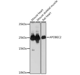 Western Blot - Anti-APOBEC2 Antibody (A306972) - Antibodies.com