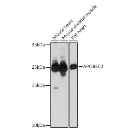 Western Blot - Anti-APOBEC2 Antibody (A306972) - Antibodies.com