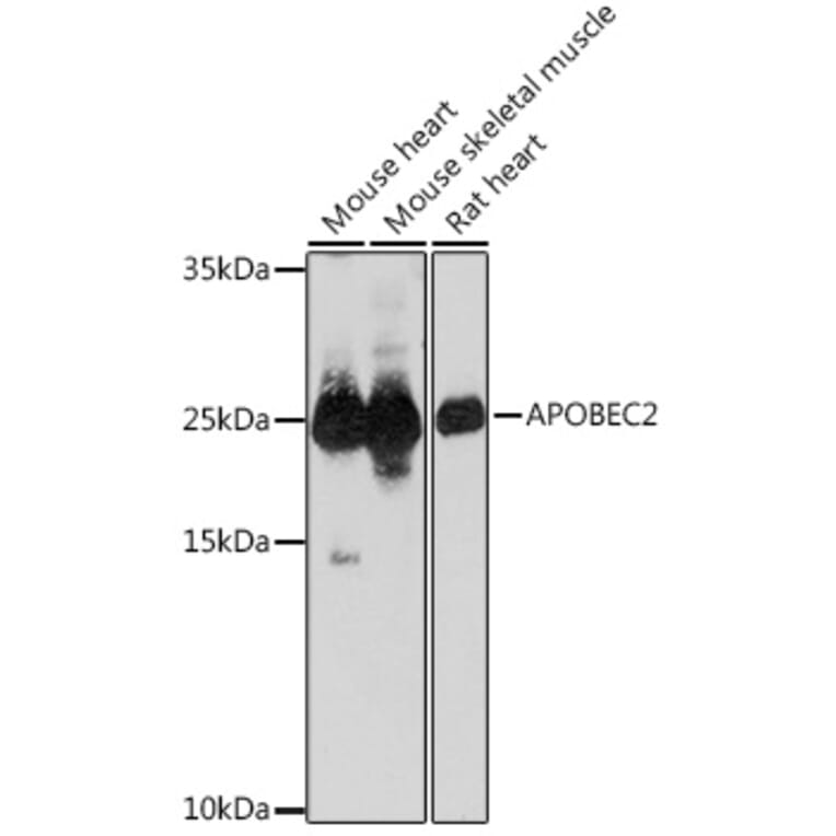 Western Blot - Anti-APOBEC2 Antibody (A306972) - Antibodies.com