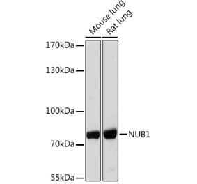 Western Blot - Anti-NUB1 Antibody (A306975) - Antibodies.com