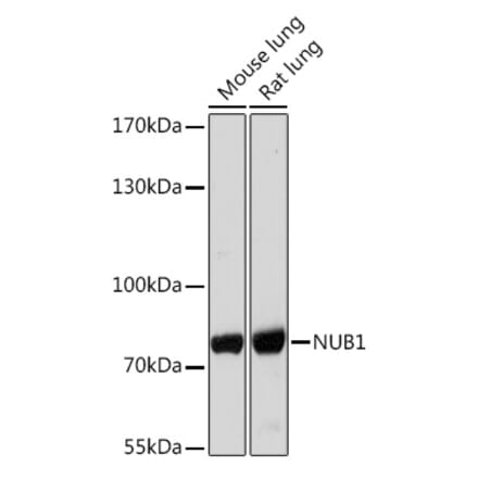 Western Blot - Anti-NUB1 Antibody (A306975) - Antibodies.com