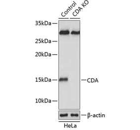 Western Blot - Anti-CDA Antibody (A306976) - Antibodies.com