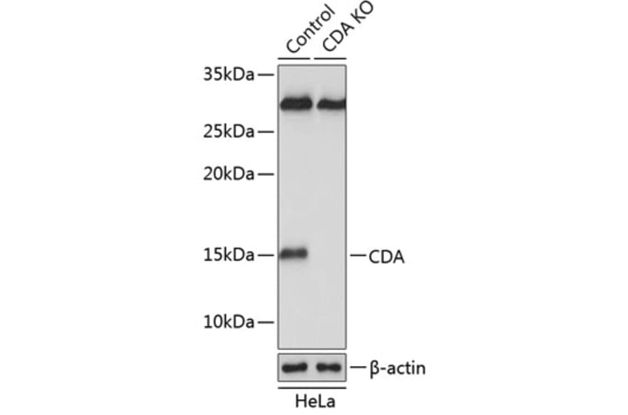 Western Blot - Anti-CDA Antibody (A306976) - Antibodies.com
