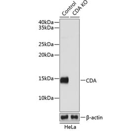 Western Blot - Anti-CDA Antibody (A306977) - Antibodies.com